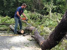 Leaf Removal in Paia, HI