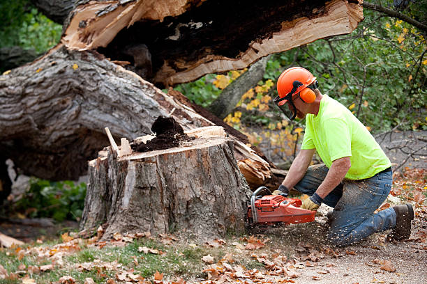 How Our Tree Care Process Works  in Paia, HI