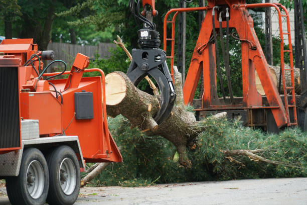 Best Firewood Processing and Delivery  in Paia, HI