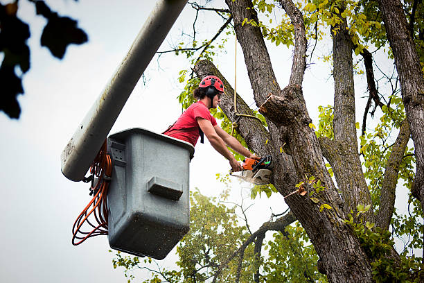 Best Palm Tree Trimming  in Paia, HI