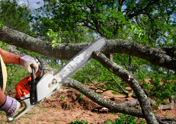 Reliable Paia, HI Tree Services Solutions