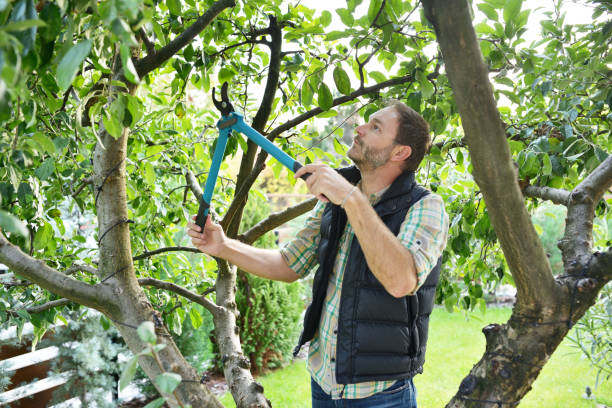 Best Tree Trimming and Pruning  in Paia, HI